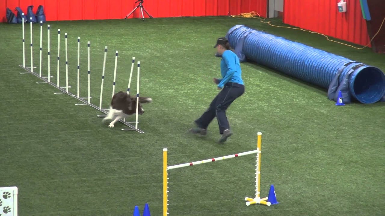 Echo runs in AKC Agility - YouTube