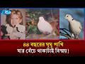 "সুগার" সোফায় বসে টিভি দেখে যেন পরিবারেরই একজন সদস্য | World's oldest living dove | Rtv News
