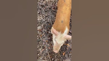 Rotational Grazing Pigs in the Woods #winter #pig #homestead #animals #selfsufficient