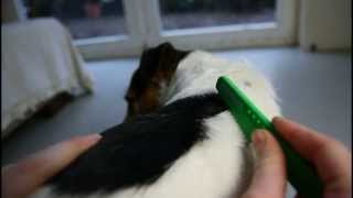 Trimming/Stripping a broken coated Parson Russell Terrier