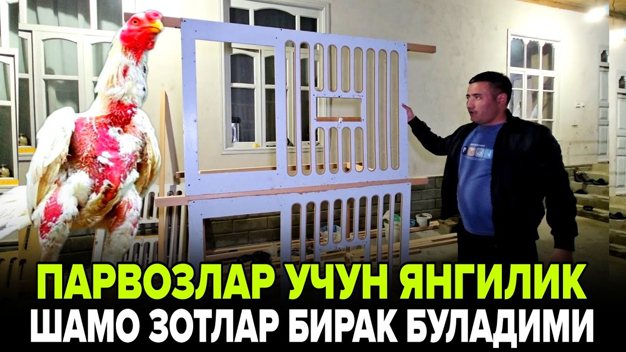 ПАРВОЗЛАР УЧУН ЯНГИЛИК 300$ ШОМО ЗОТЛИ БИРАК ХУРОЗГА  УЧРАДИМ