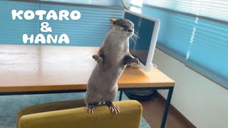 カワウソコタローとハナ　料理中にめっちゃおねだりしてくるハナ　Otter Kotaro&Hana Pretty Please!