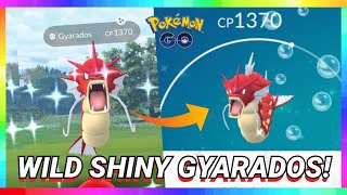 I CAUGHT WILD SHINY GYARADOS! NEW LUNAR NEW YEAR EVENT IN POKEMON GO!