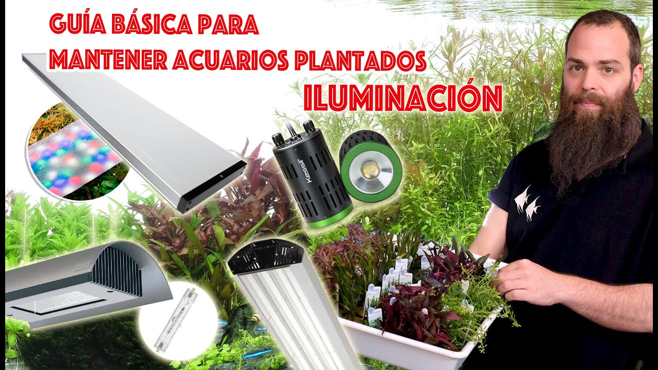 Guía básica para mantener acuarios 🐟  plantados 🌿  iluminación💡