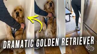 Golden Retriever Gets Dramatic About Its Harness