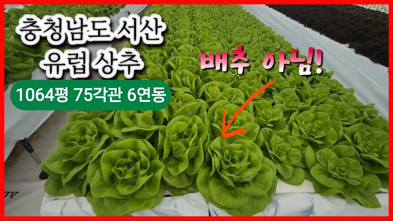 충남 서산 1064평 75각관 6연동 비닐하우스시공 유럽상추 
