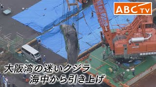 【生配信】大阪湾で息絶えた“迷いクジラ”　海中から引きあげ