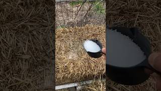 This Worked So Well I’m Doing It Again: Conditioning Straw Bales For Fall Gardening