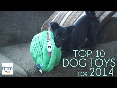 Vidéo: Top 10 des chiens de grande race