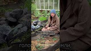 А вам как нравится: лысые грядки или зелень? #дачныйагроном #огород #дача