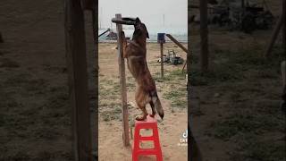 It’s not funny, it’s amazing and intelligent dog. #dogagingproject