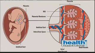 Nurse Jenn explains if its safe to eat your placenta