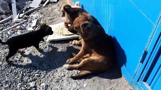 Her Ailede Çıkar Bir Tane Yaramaz