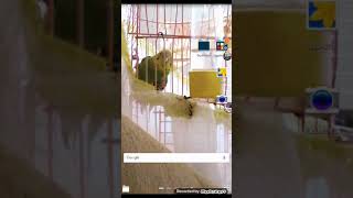 Video Düzenleme Programı Viva Videovideo Düzenlemetanıtım