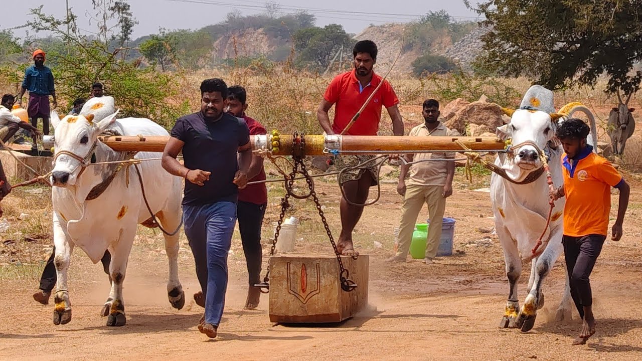 2026-నరశ్యామల.న్వూకేటగిరి.5వ జత.SBR BULLS షేక్ మహమ్మద్ ఫరీద్ గారు ఏ.నారయణపురం అనంతపురం జిల్లా