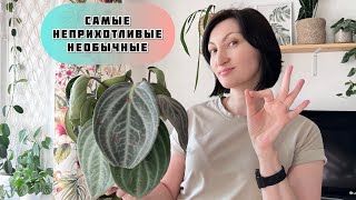 видео: ТОП 6 несложных и эффектных комнатных цветов!!! Выбирай любой и не парься. картинка: ТОП 6 несложных и эффектных комнатных цветов!!! Выбирай любой и не парься.