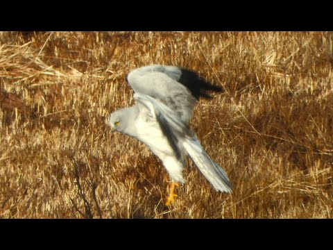 Male Hen Harrier Sky dance.