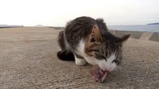 魚港にいる野良猫達と戯れる１日