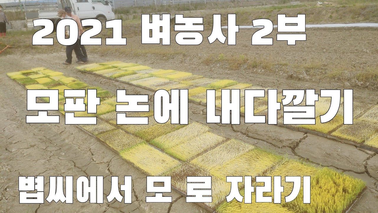 2021 벼농사2부 모판 논에내다깔기 볍씨에서 모로 자라기 - YouTube