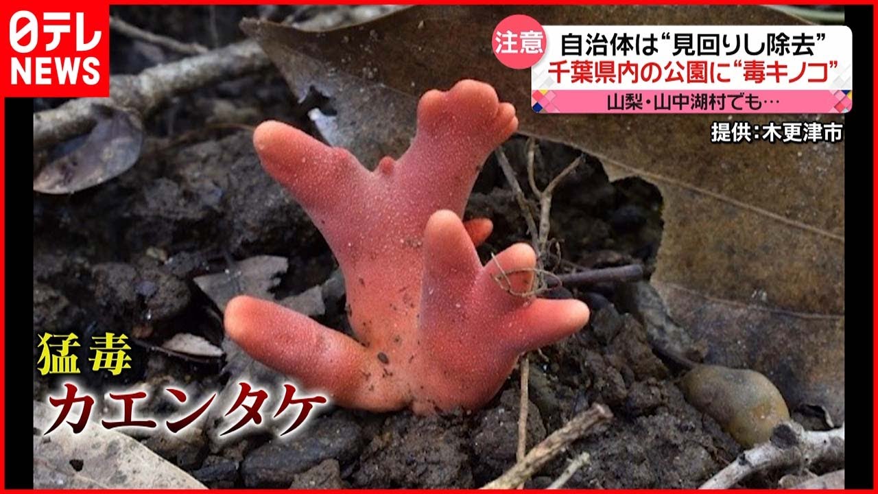 カエンタケ 最強の毒キノコ 千葉県内の公園で確認 Youtube