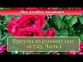 Прогулка по розовому саду 10.7.23, Часть 1| Моя розовая коллекция. Vlog Дача как есть