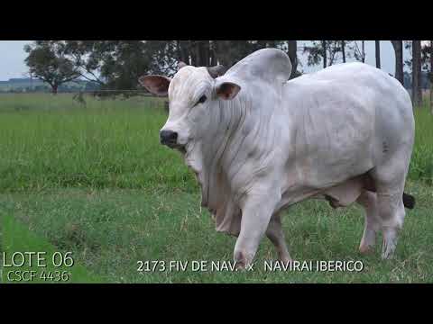 LOTE 06  LEILÃO TOUROS NAVIRAI