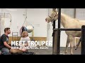 Meet our special needs foal Trouper