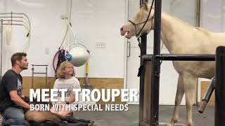 Meet our special needs foal Trouper