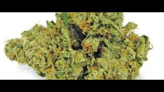 Zeus OG Outdoor Grow Part 1