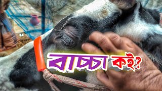নিজের খামারের গরু সুন্দরই লাগে || Purbasha Agro 