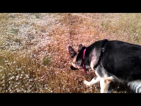 german shepherd husky hybrid