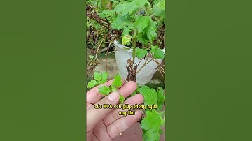 Công Dụng Tuyệt Vời Của Cúc Hoa. Bạn Đã Uống Trà Hoa Cúc Chưa ?  #caythuocquanhta #cuchoa #trahoacuc