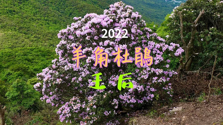 2022-3-30 花開花落總有時  HK鳳凰山下 羊角杜鵑王已凋謝 羊角杜鵑王后的花期有限 花中西施杜鵑花 三色杜鵑 映山紅 粉紅色羊角杜鵑花 白色羊角杜鵑花 爭先怒放 - 天天要聞