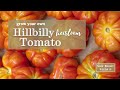 Sow Right Seeds | Heirloom Hillbilly Tomatoes