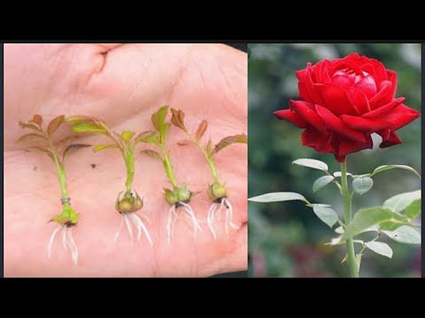 Rose gardening | Rose propagation | Rose gardening in india # ...