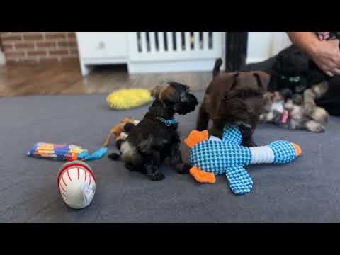 Bunny/hattie-  8 week old Schnauzer puppies 