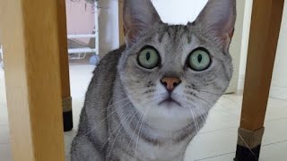 猫たちとおやつタイムしましょう！
