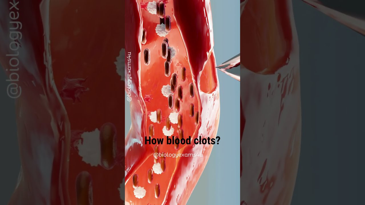 How Blood Clots Animation Biology