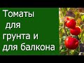 Томаты для грунта и для балкона