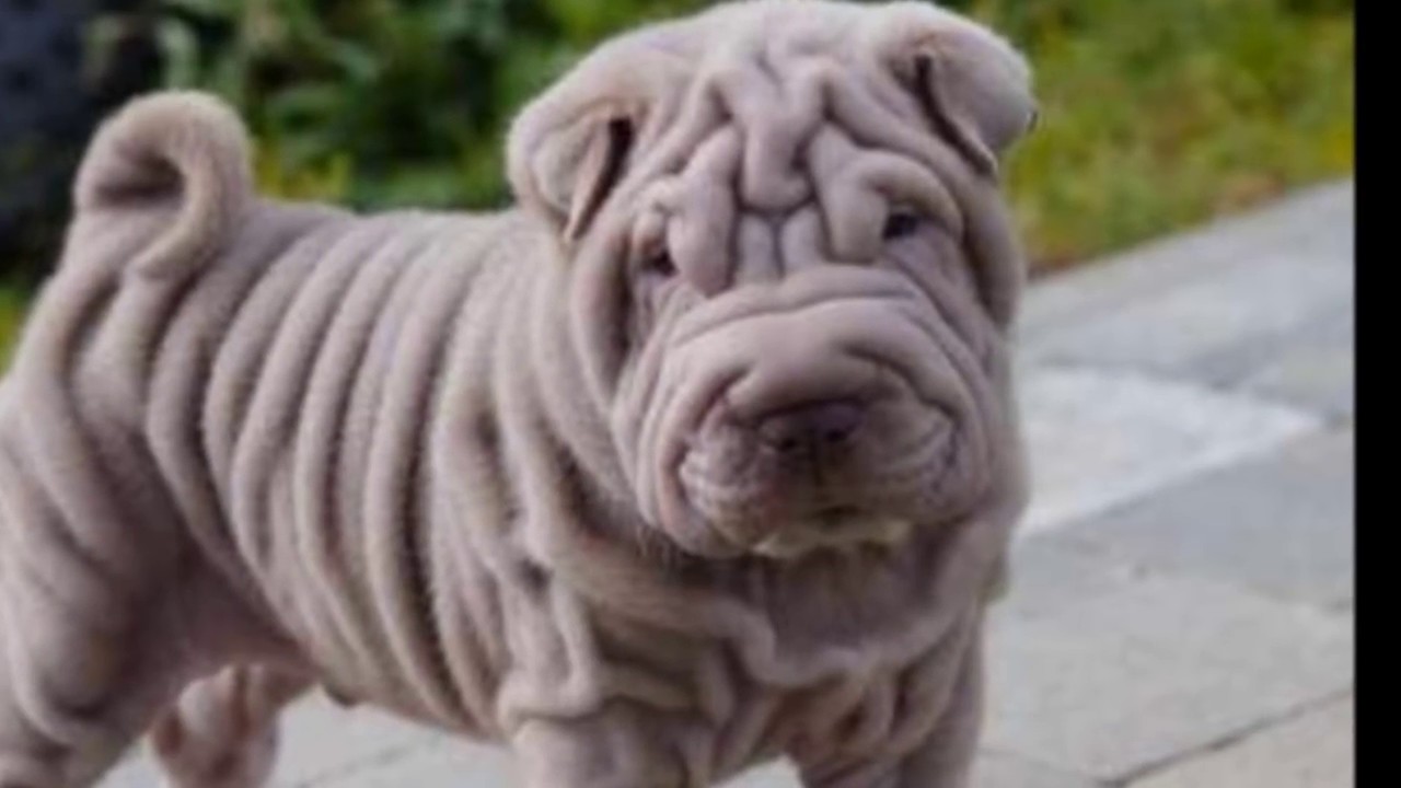 pug carlino pug carlino vs sharpei 191 cu 225 l elegir pug carlino pug carlino vs sharpei 191 cu 225 l elegir