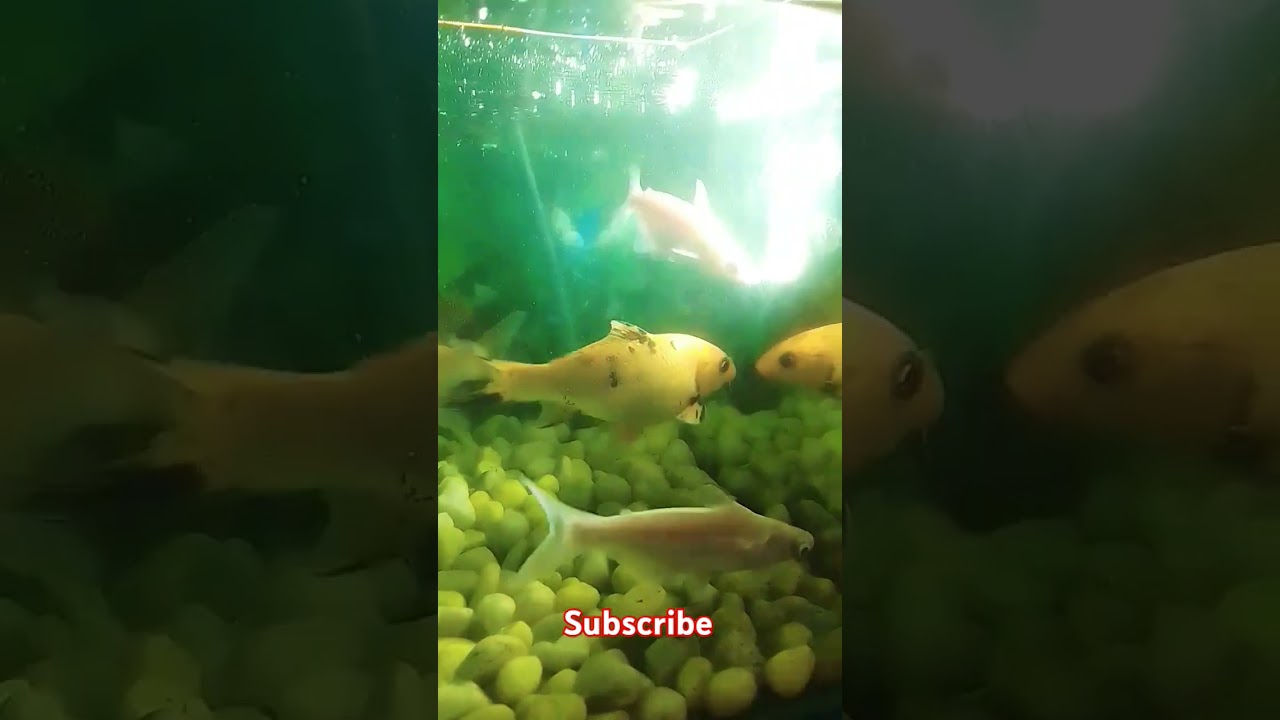 Baby Fish Playtime in the Aquarium!