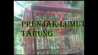 Contoh prenjak lumut gacor narung liaran