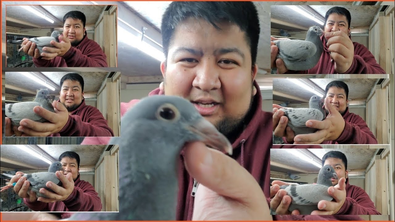 VLOG 43 | MGA IPAPASOK SA HOOSIER CLASSIC NA YOUNGBIRDS | #animals #pigeon #bird #pigeonbird #animal