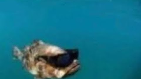 I play tf2 for 2 hours to test the new steam recording feature