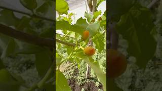 Peanut Butter Fruit Tree June 7 Update!🥜🪵