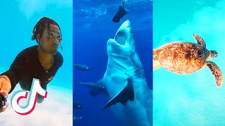 Ocean Animals and Founds You Wont Believe 🌊 TikTok Compilation #3