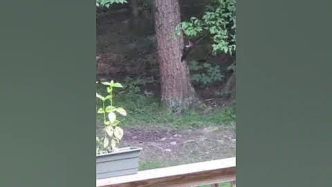 Woodpecker Dance
