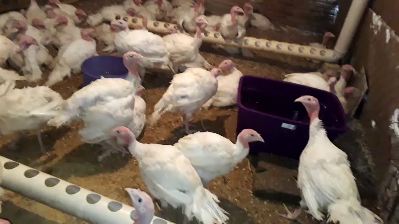 Pavo doble pechuga Oaxaca capital engorda venta YouTube