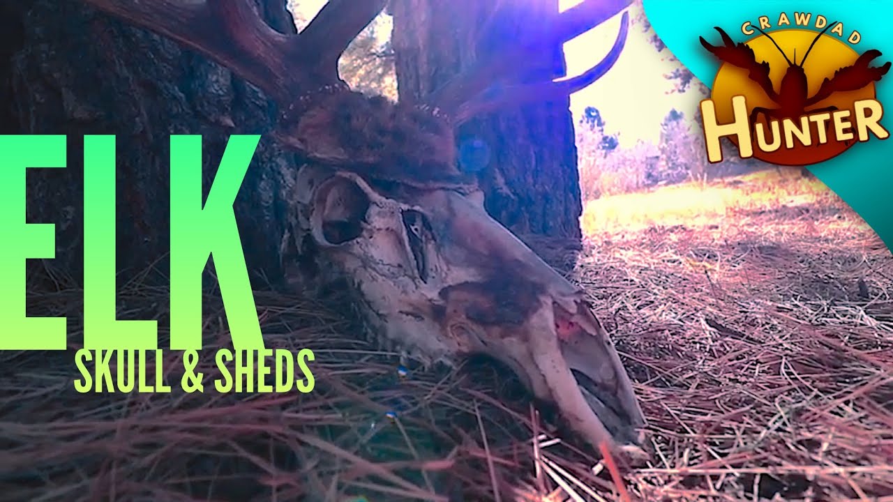Elk Skull & Sheds!