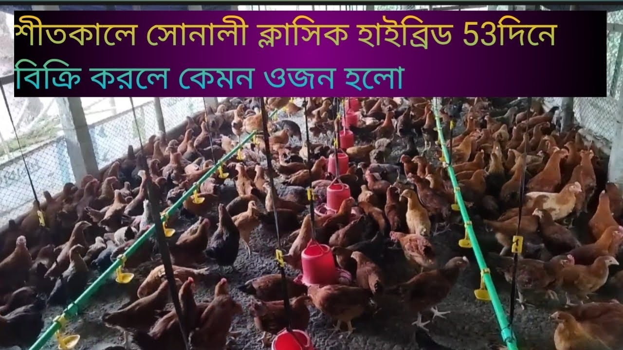 প্রচন্ড শীতে সোনালী ক্লাসিক হাইব্রিড 53 দিনে বিক্রি করে কেমন ওজন আসলো